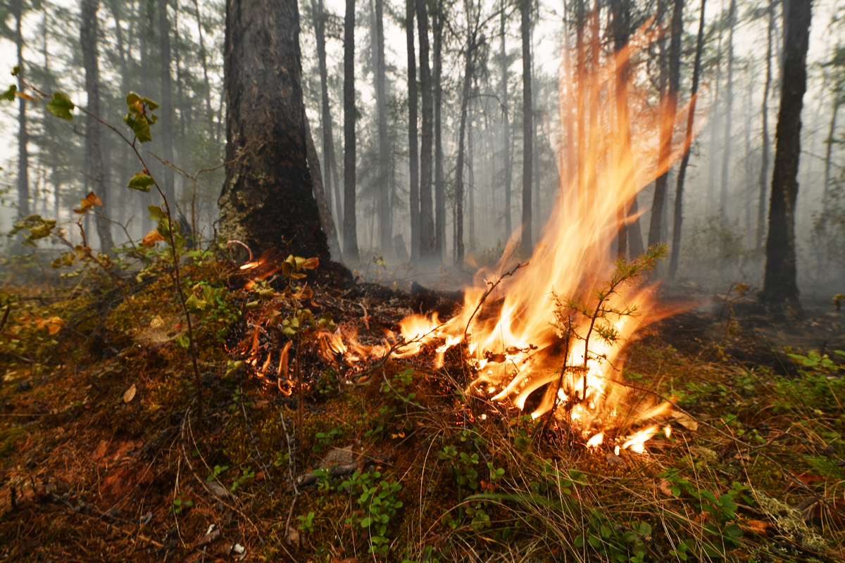 Прокуратура Егорьевского района разъясняет ответственность за действия, повлекшие лесные пожары.