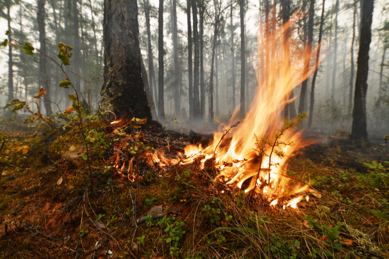 Прокуратура Егорьевского района разъясняет ответственность за действия, повлекшие лесные пожары.
