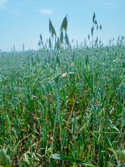 В Алтайском крае приступили к осмотру посевов на наличие ГМО, болезней и сорняков.