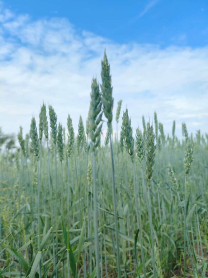 В Алтайском крае приступили к осмотру посевов на наличие ГМО, болезней и сорняков.